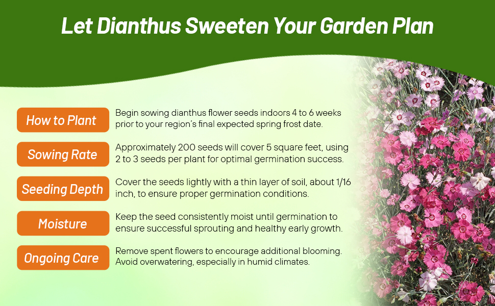 Planting Directions & Care of Dianthus Sweetness Flowers