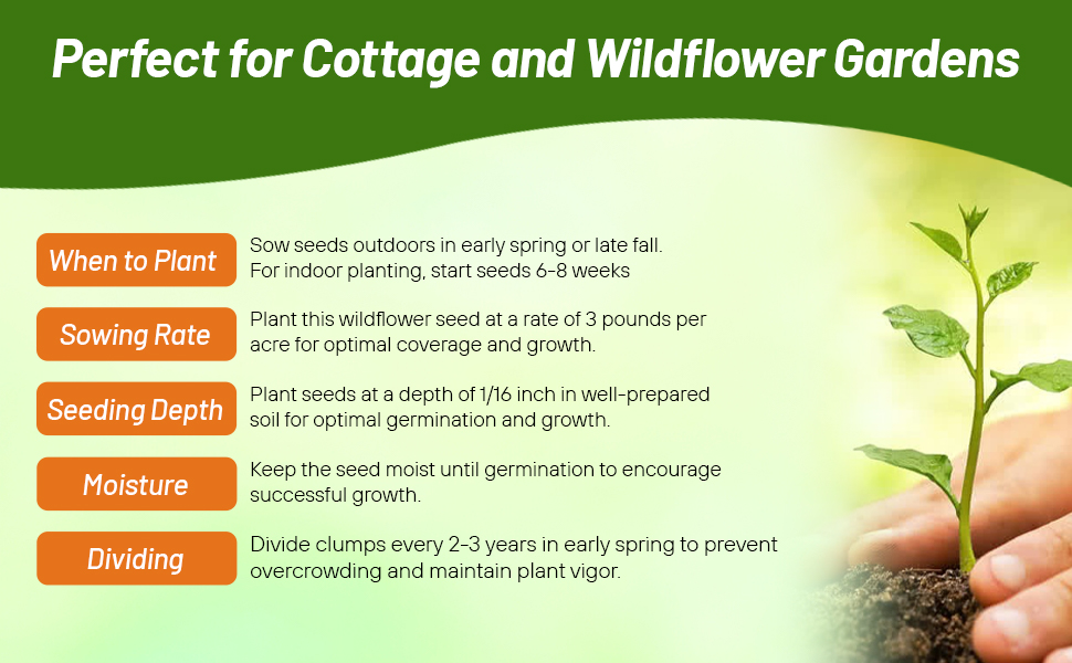 Planting Directions For Lemon Bee Balm Mint Herb Plants