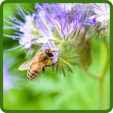 Pollinator Friendly Lacy Phacelia for Bees & Butterflies