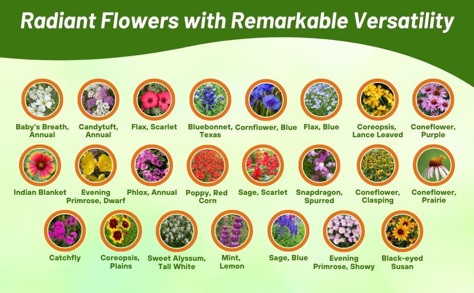 Varieties of Flowers in Southwest Wildflower Seed Mixture