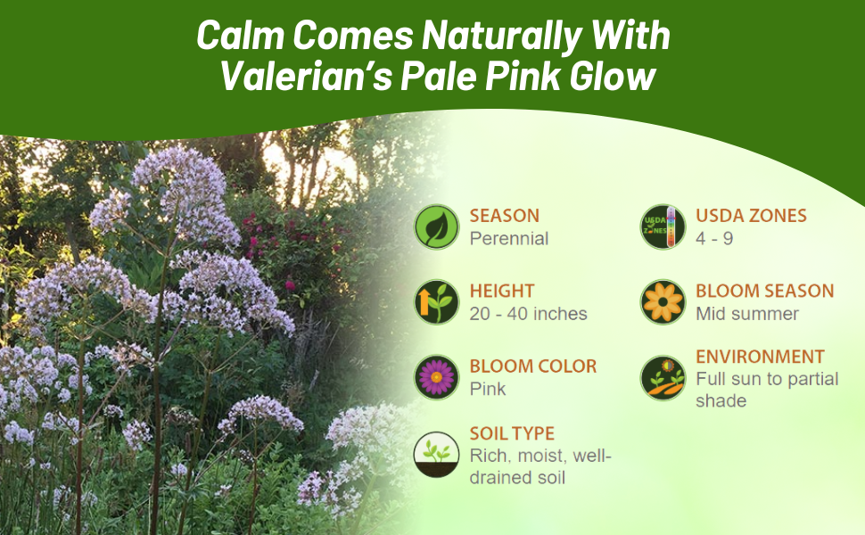 Perennial Valerian Blooms Mid Summer Full Sun To Partial Shade