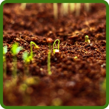 Fast Germinating Combat Extreme Turf Type Fesuce Grass Seed