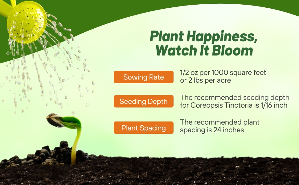 Planting Directions For Plains Coreopsis Flower Seeds