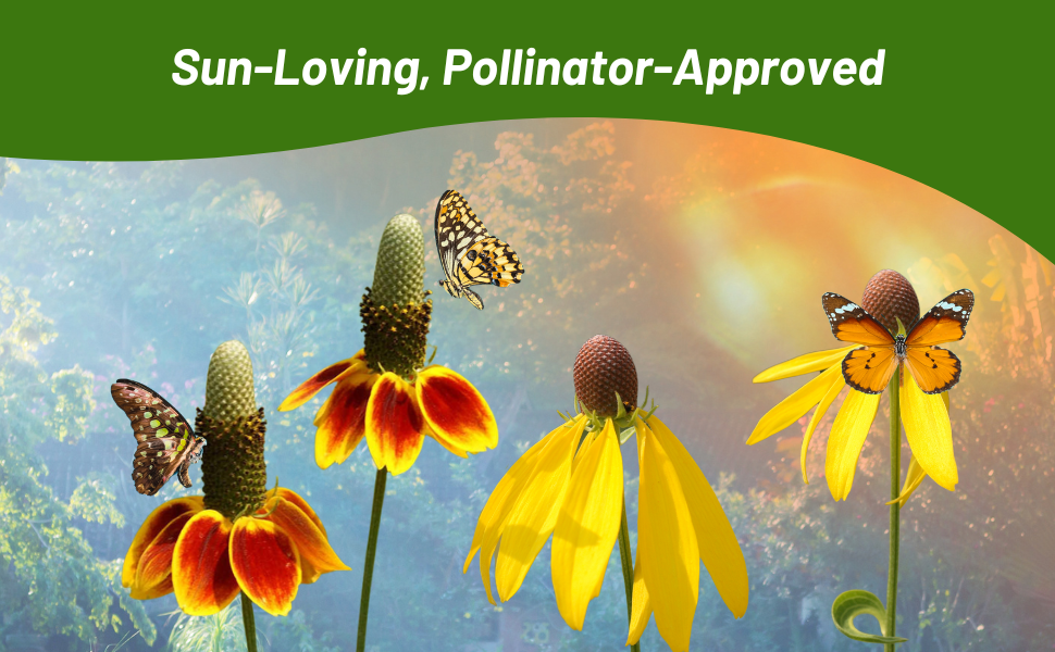 Ratibida Flowers with Pollinating Bees & Butterflies