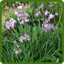 Lush, Grass-like Foliage of Society Garlic