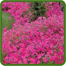 Tidal Wave Petunia Ground Cover Flowers
