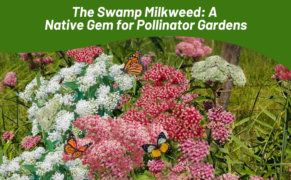 Asclepias Incarnata Swamp Milkweed Attracting Pollinating Butterflies