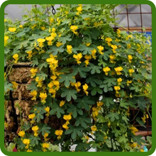 Climbing & Vining Canary Creeping Plant