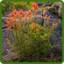 Mountain Wildflowers Adaptable To Rocky Soils
