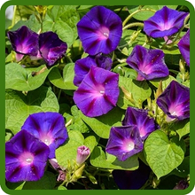 Drought Tolerant Ipomoea Purpurea Morning Glory