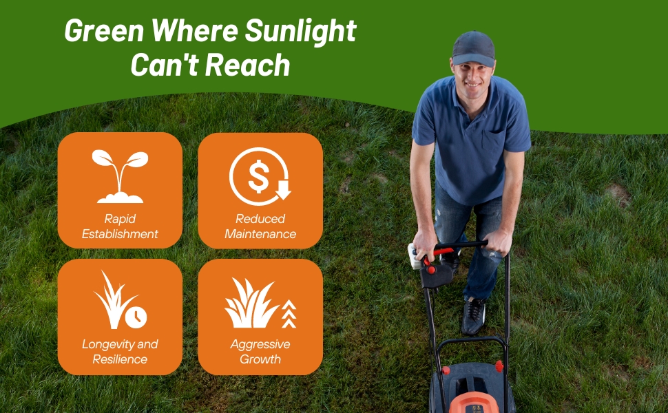 Low Growing Poa Supina Shade Grass Seed For No Sunlight