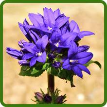 Long Lasting Blooms of Clustered Bellflower