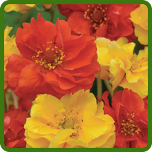 Bright, Cheerful Double Blooms of Geum