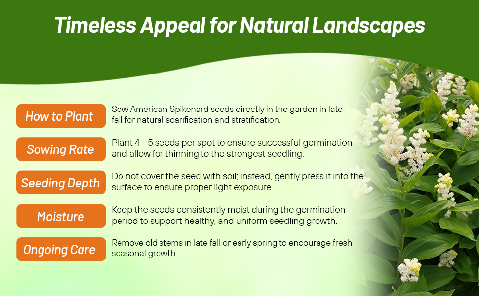 Sowing Rate & Planting Directions For American Spikenard