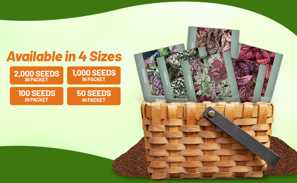 Hypoestes Seed Packets For Planting