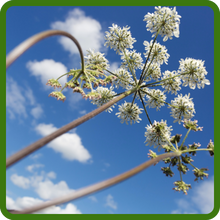 Easy to Grow Queen Anne's Lace Bishop's Flower Seeds