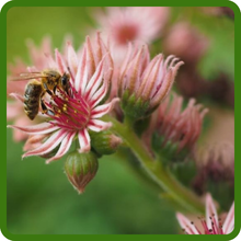 Pollinator Friendly Sempervivum Plants