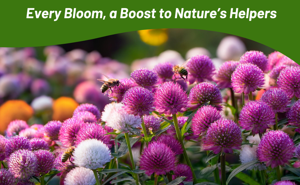 Pollinating Beeds on Gomphrena Globosa Flowers