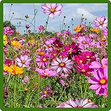 Tall Cosmos Flowering Plants