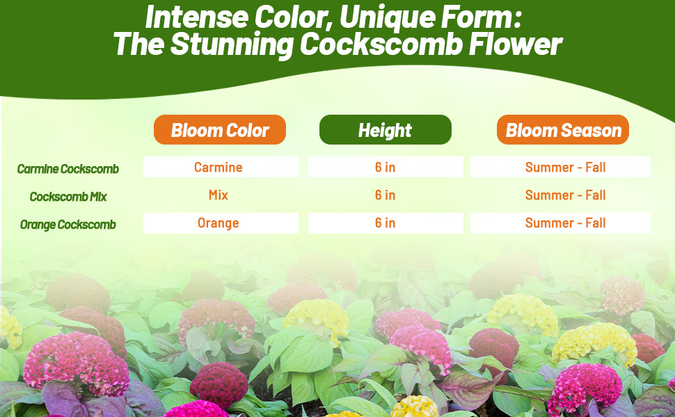 Bloom Color, Season, and Height Chart of Cockscomb Flowers Grown From Seeds