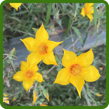 Easy To Grow Blazing Star Flower