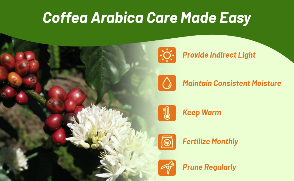 Coffee Plant Care Instruction Guide