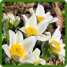 Vibrant, Silky Petals of Anemone Plants