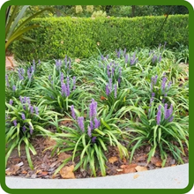 Low Maintenance Liriope Monkey Grass