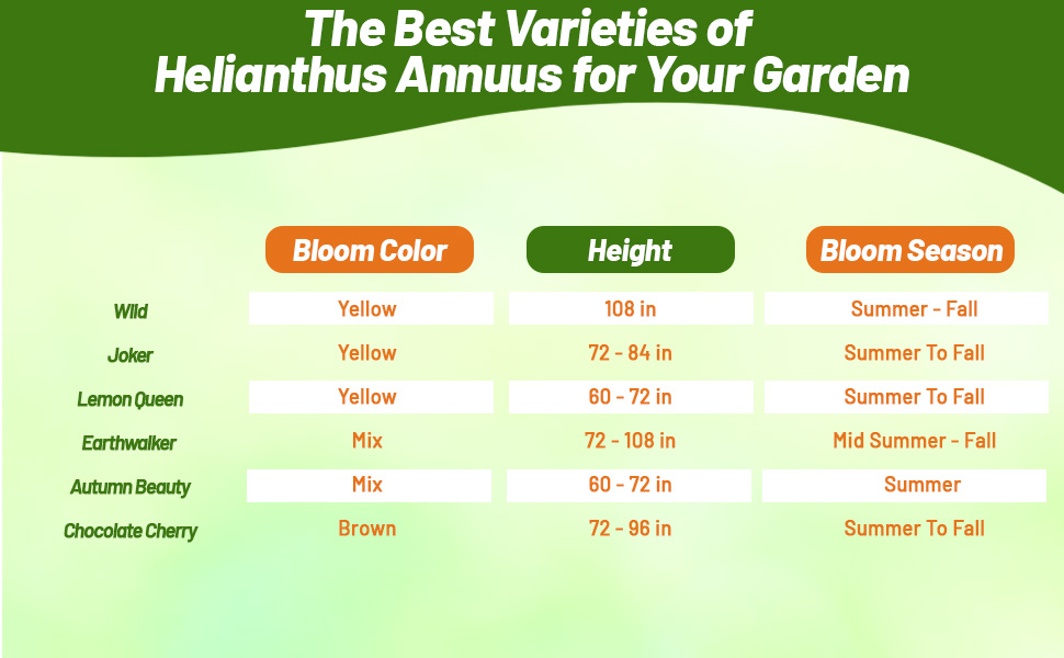 Bloom Season, Height, & Color Chart of Helianthus Annuus Sunflowers