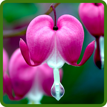 Dicentra Eximia Delicate Heart-Shaped Blooms