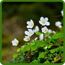 Low Growth Habit of Sagina Subulata Irish Moss