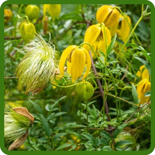 Clematis Yellow Bell-shaped Blooms