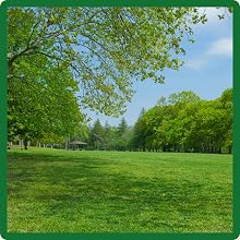 SPF-30 Hybrid Bluegrass Seed For Full Sun & Partial Shade