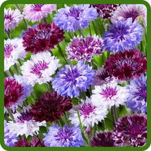 Long Lasting Annual Cornflower Cut Flowers