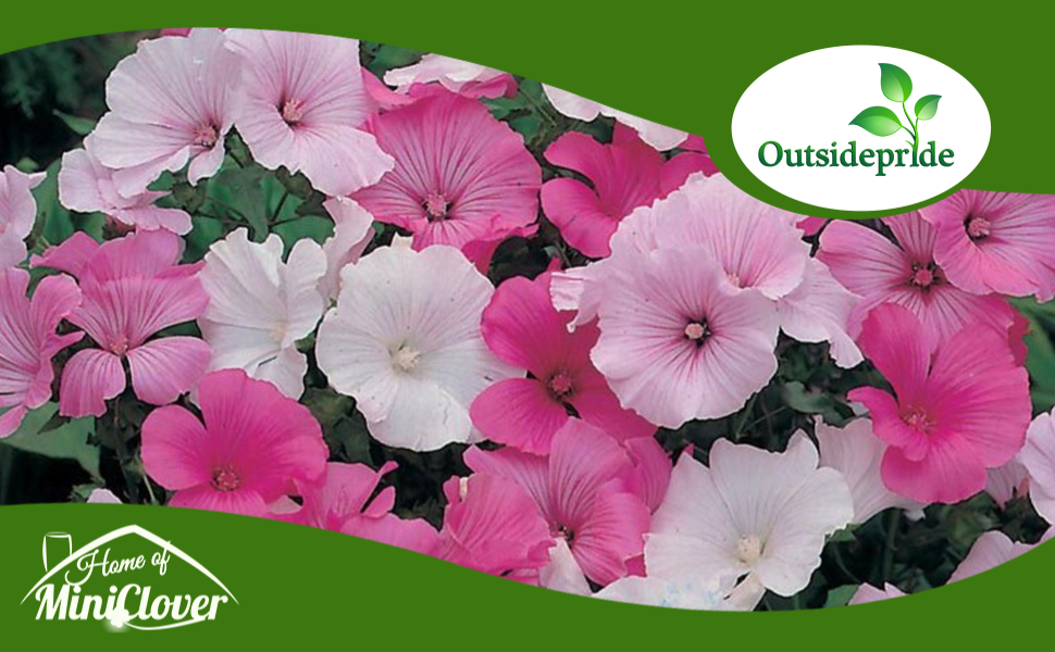 Flower Bed of Rose Mallow