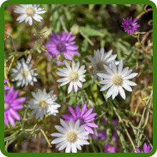 Xeranthemum Cut Flowers For Drying or Dried Floral Arrangements