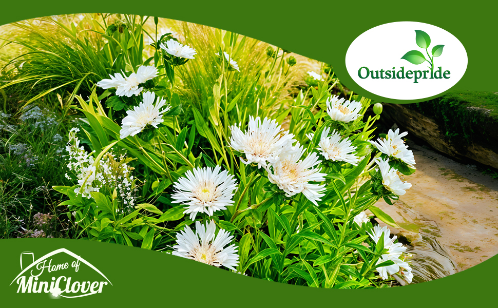 White Stokesia Flowers
