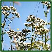Achillea Wild White Yarrow For Nitrogen Fixation