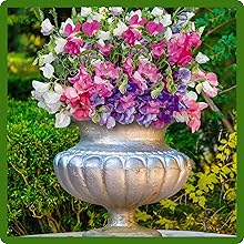 Perennial Lathyrus Sweet Peas Container Plant