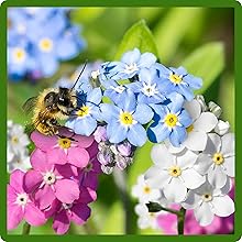 Pollinating Bee on Myosotis alpestris Forget Me Not
