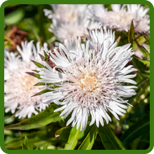 Stokesia Large, Daisy-like White Flowers