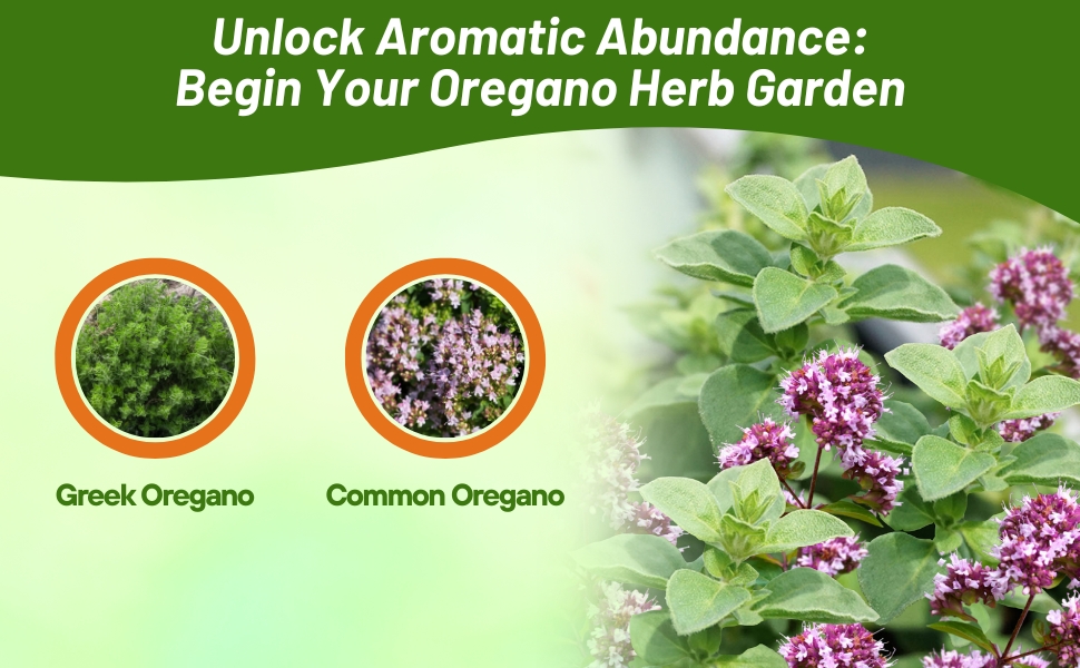 Greek & Common Oregano Varieties