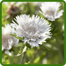 Drought Tolerant Stokesia Plants