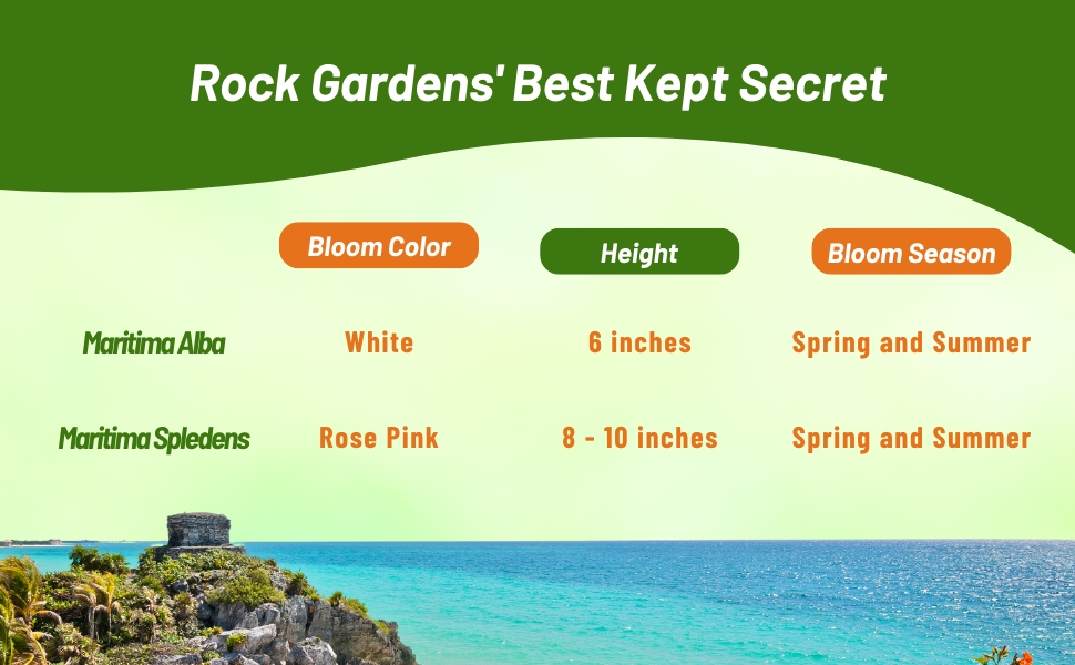 Bloom Color, Season, & Height Chart of Sea Thright Armeria