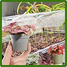 Hypoestes Grown From Seeds