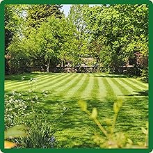 Soft & Fine Texture Midnight Kentucky Bluegrass Grass Seed