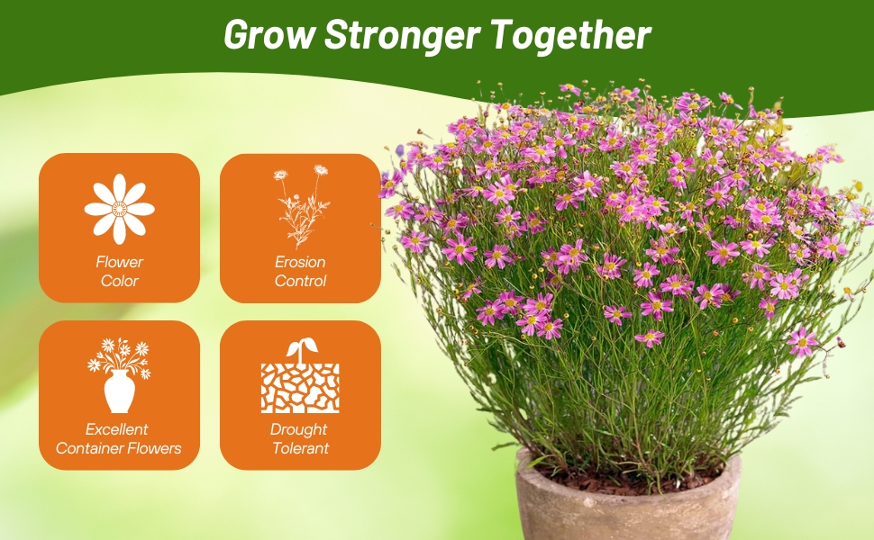 Coreopsis Rosea American Dream Container Plant