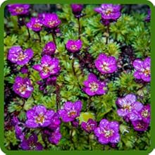 Saxifraga Purple Flowers