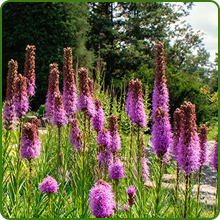 Long Bloom Season of Liatris Gayfeather