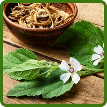Culinary Uses of Marsh Mallow Herb Plants